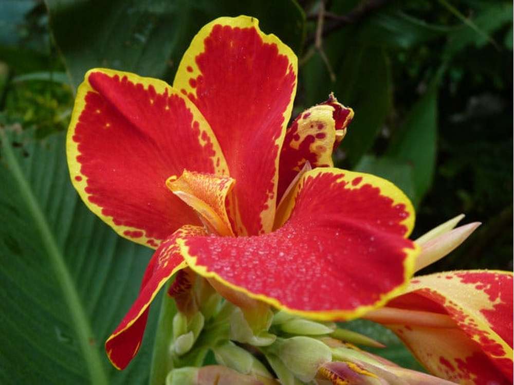 Canna Lucifer